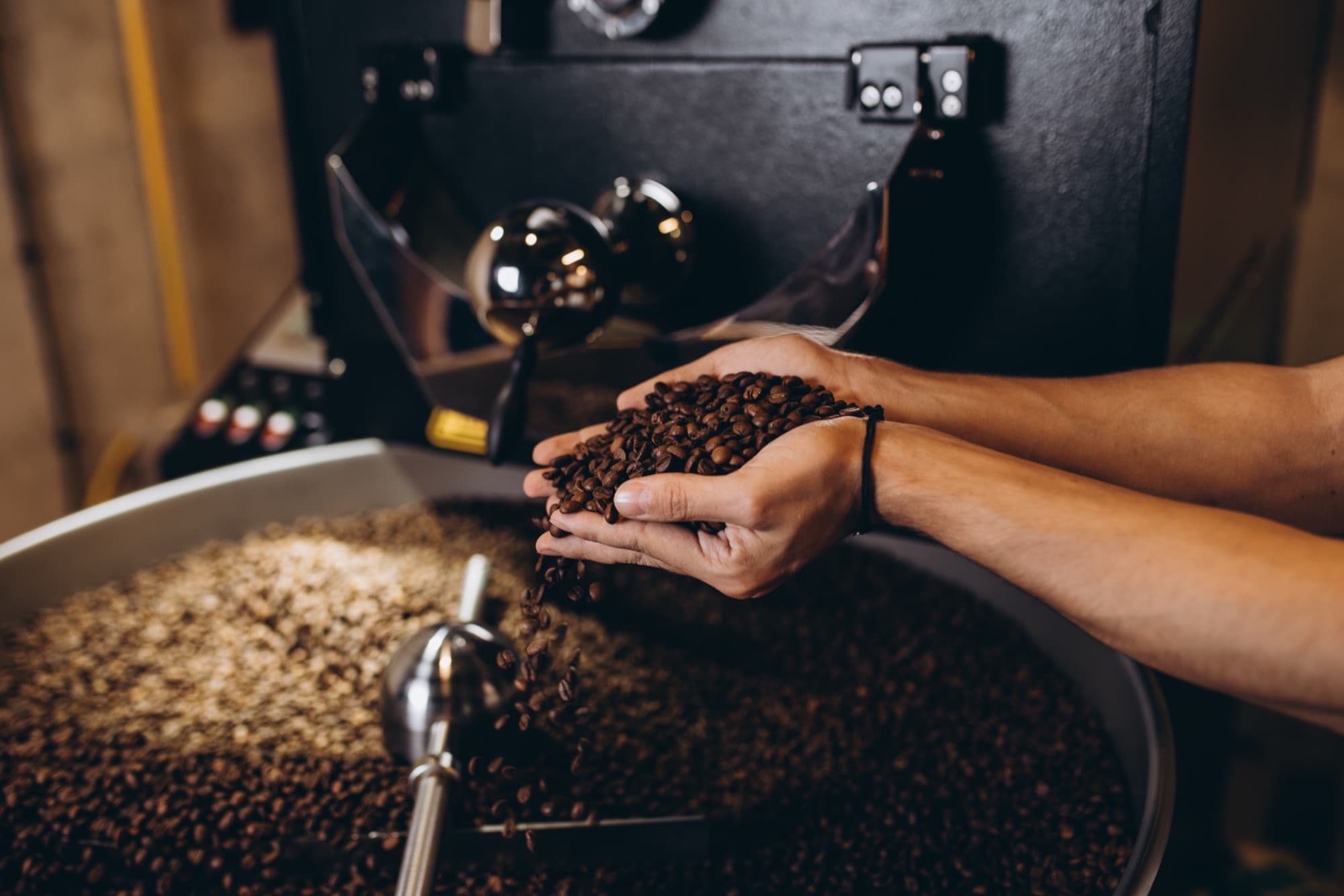 Freshly roasted coffee beans held at a roaster